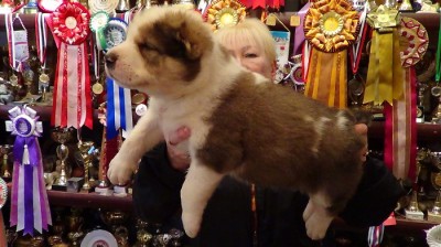 Nursery" Russian Risk" Caucasian, Central Asian - alabai, German shepherds, Rottweilers, a chow-chow, chihuahua, Russian of that-terrier, the British cats. Sale of dogs, puppies, kittens, cultivation, exhibitions.