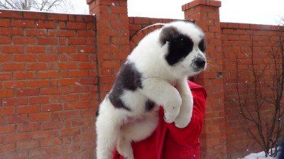 Nursery" Russian Risk" Caucasian, Central Asian - alabai, German shepherds, Rottweilers, a chow-chow, chihuahua, Russian of that-terrier, the British cats. Sale of dogs, puppies, kittens, cultivation, exhibitions.