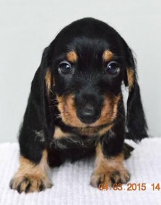 Wire dachshunds puppies of wild, black&tan, red and dapple colors. Very soon will be choco coloting puppies too!