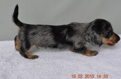 Wire dachshunds puppies of wild, black&tan, red and dapple colors. Very soon will be choco coloting puppies too!