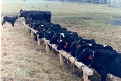 Возможности ТЭ: двадцать телят от коровы в год + один - собственный