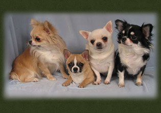 All of the chihuahua .